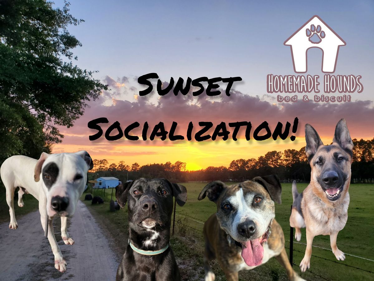 Sunset Socialization- Picnic with your pup! 