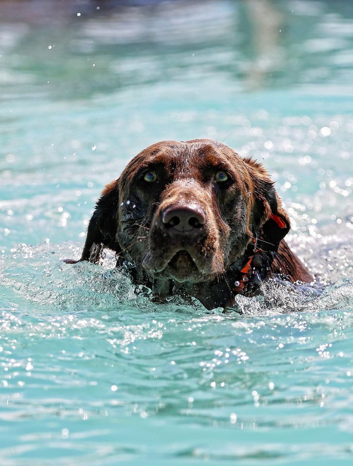 K9 Fun Centre - August Pool Party