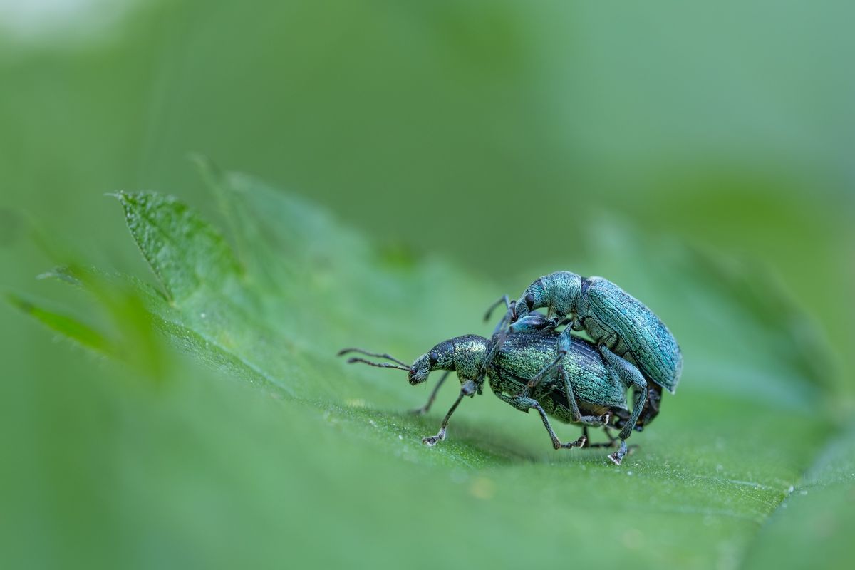 Kleine Welt ganz gro\u00df! - Fotoausstellung von Jan Hoelzel