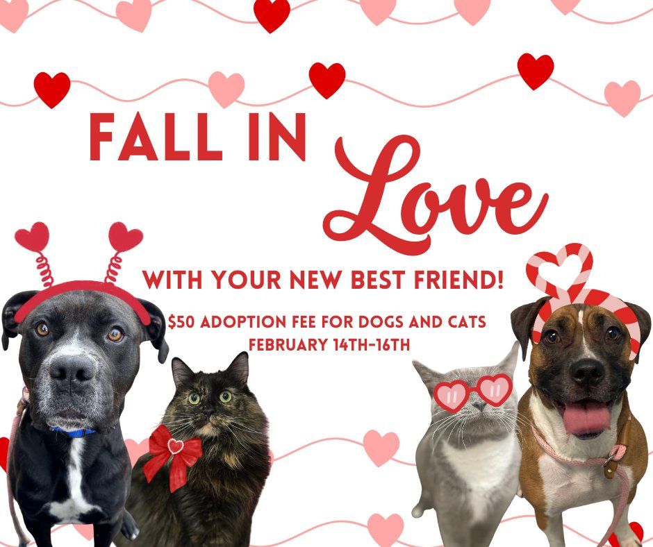 Valentine's Day Adoption Special