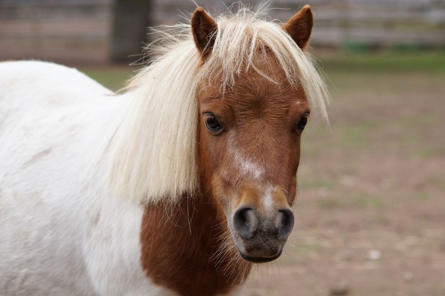 Pony Visit to St George's Court 