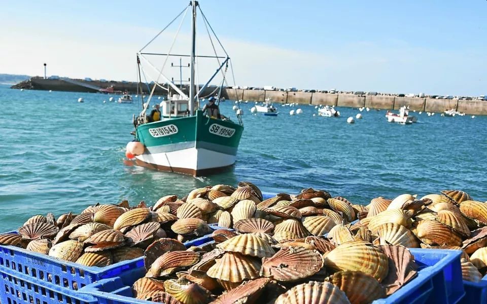 Vente de coquilles St-Jacques \/ St-Andr\u00e9 - Oupeye