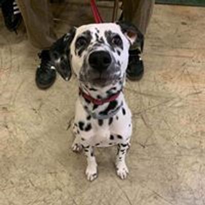 Youngwood Top Dog Services