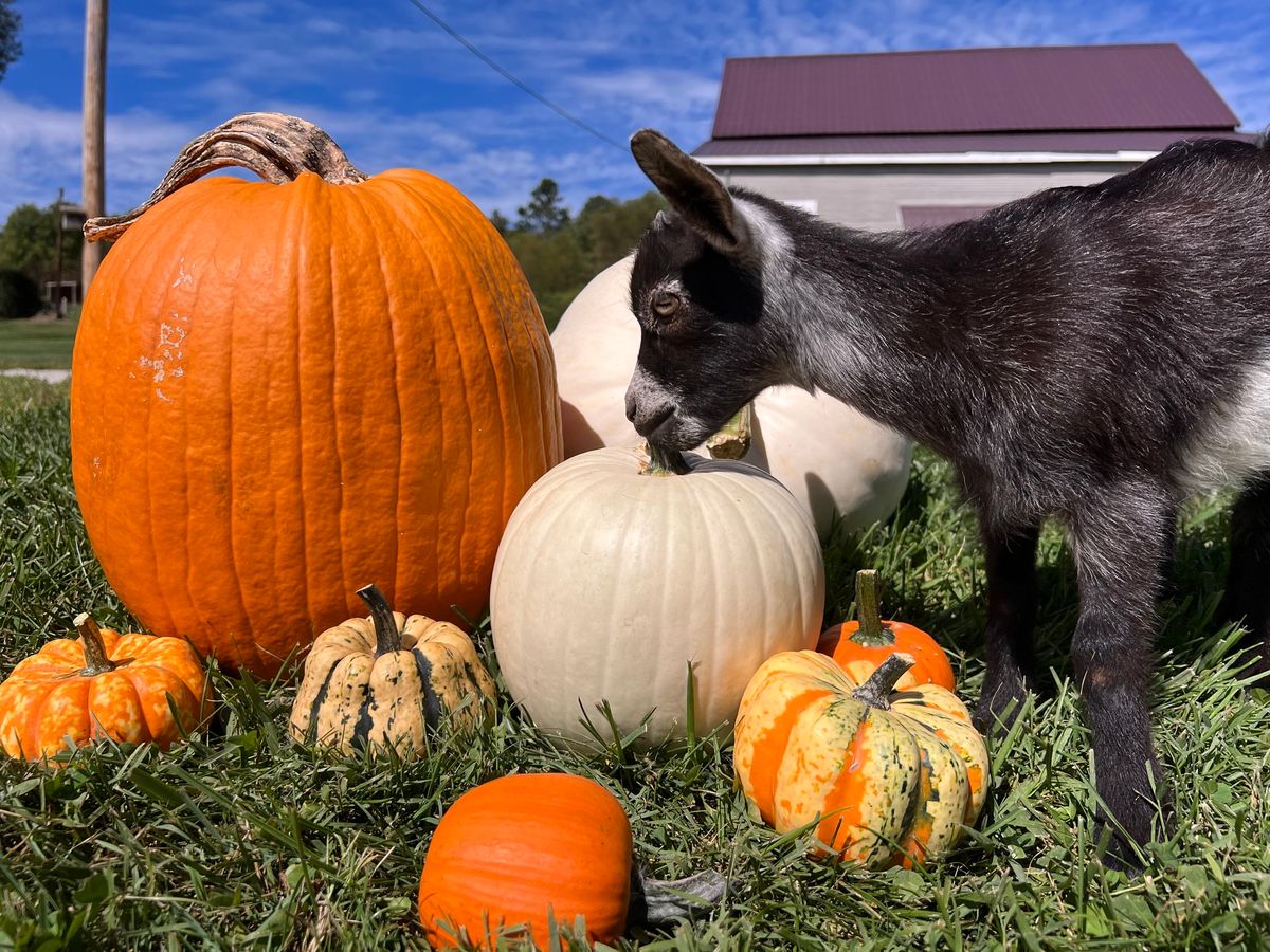 Fall Day on the Farm