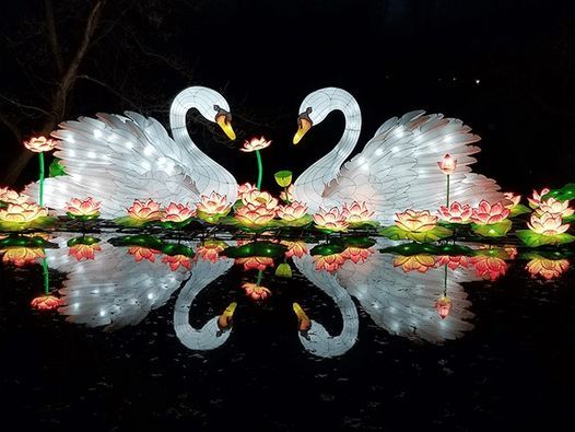 Blank Park Zoo's Wild Lights Festival Presented by MidAmerican Energy Company