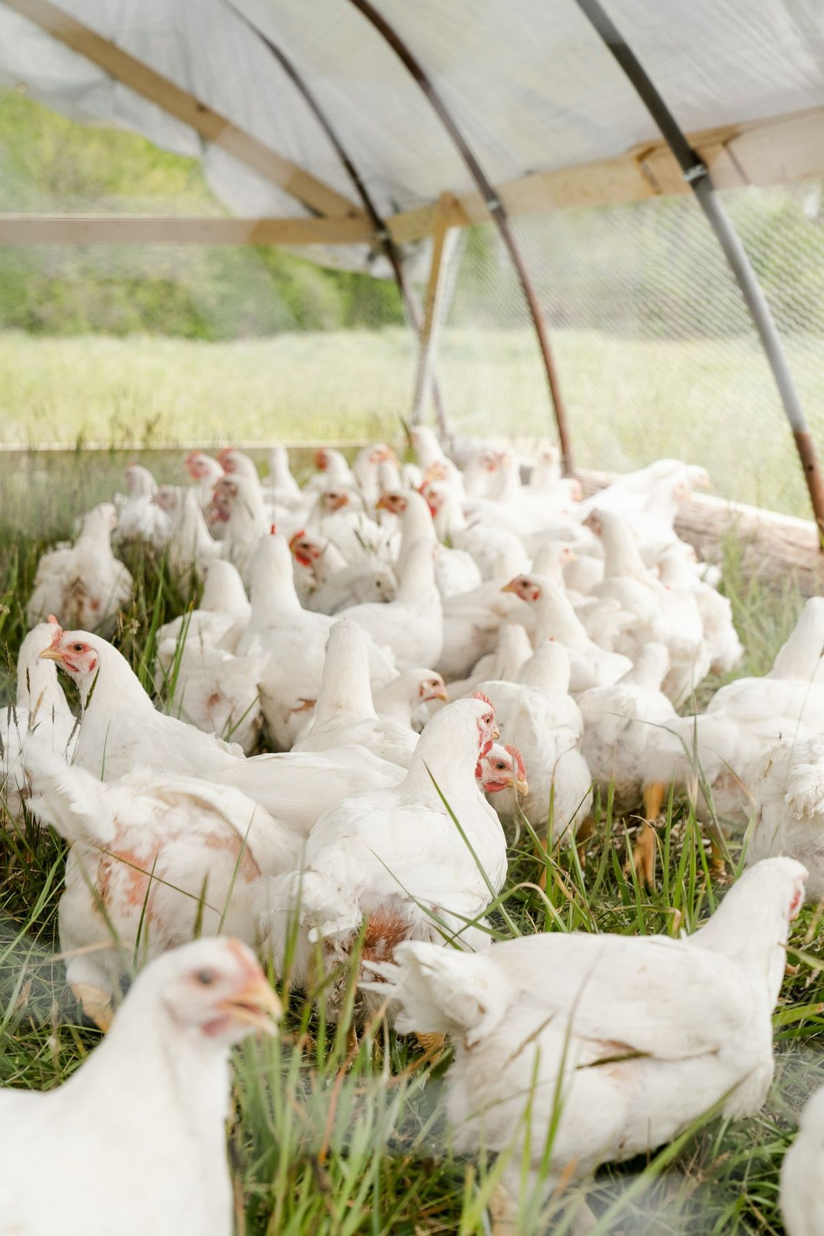 Best Practices in Philippine Broiler Farming