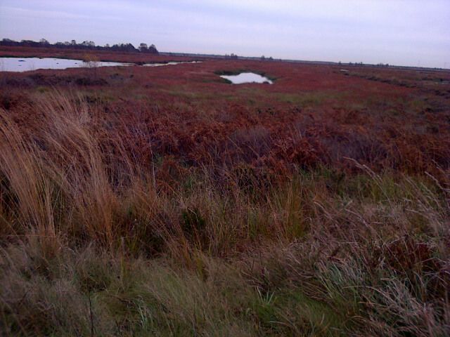 Autumn Colours Guided Walk on Thorne Moors