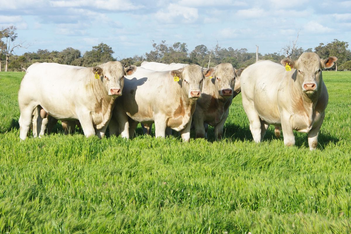 Bardoo Charolais Bull Sale