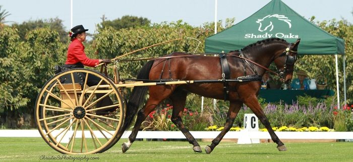 Horse Driving Clinic with Elisa Missio-Marocchi