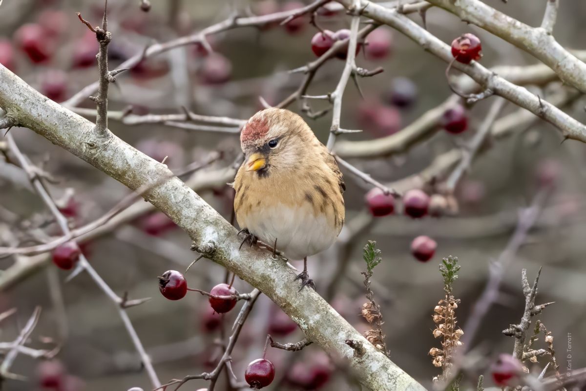 Winter Bird Walk on Banstead Heath