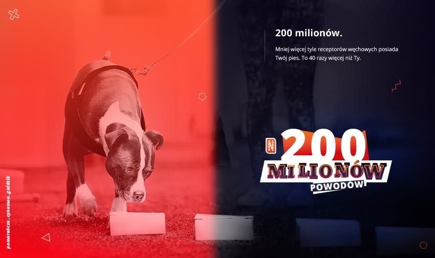 Egzaminy Nosework Polska z AmbitDog