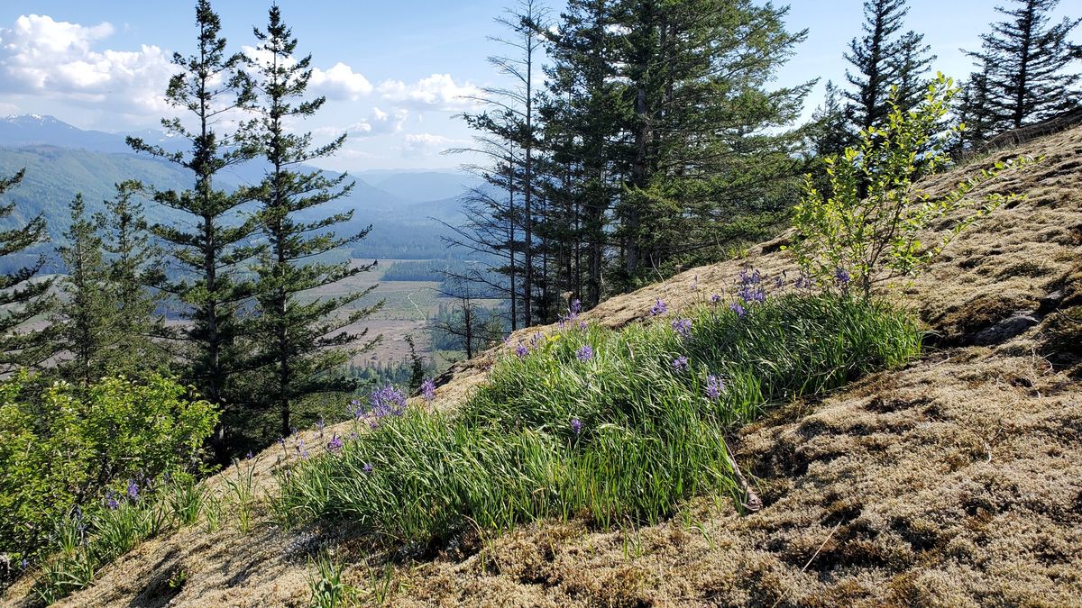 Field Trip: Rocky Balds of Vedder Mountain