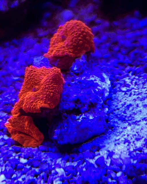 SUNDAY SALTWATER SALE - Oct 20th, 2024