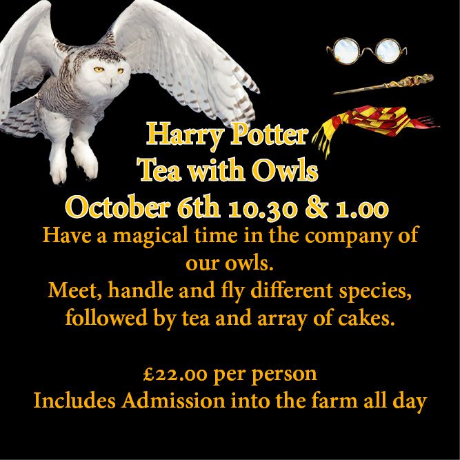 Harry Potter Tea with Owls