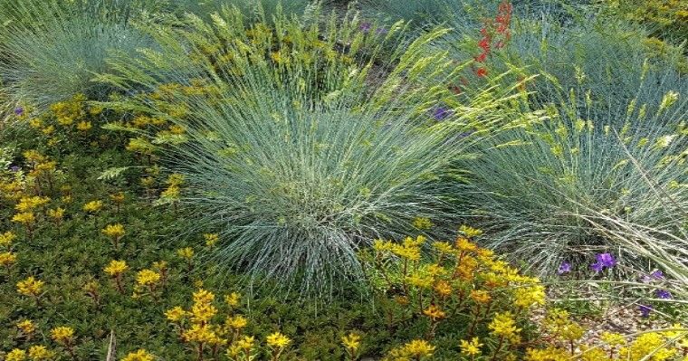 Punctuate Your Garden with Waterwise Plants (Hybrid)