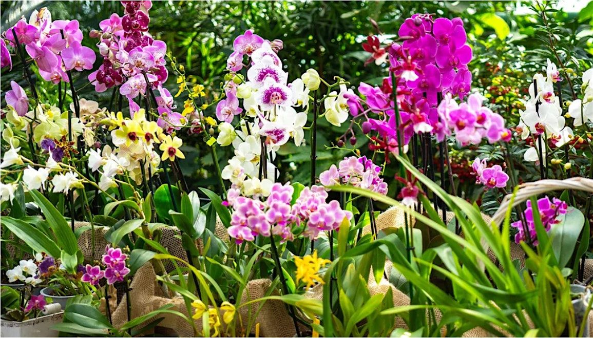 Thrill of the Chill: Getting Orchids to Rebloom