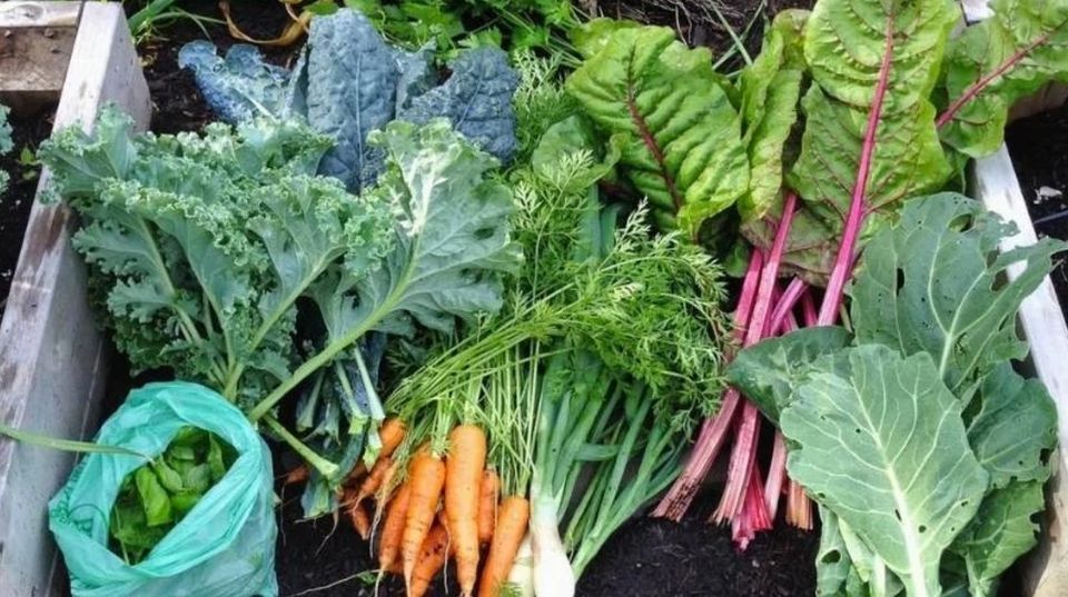 Cooking Your Winter Harvest, Arizona Worm Farm, Phoenix, 10 December 2022