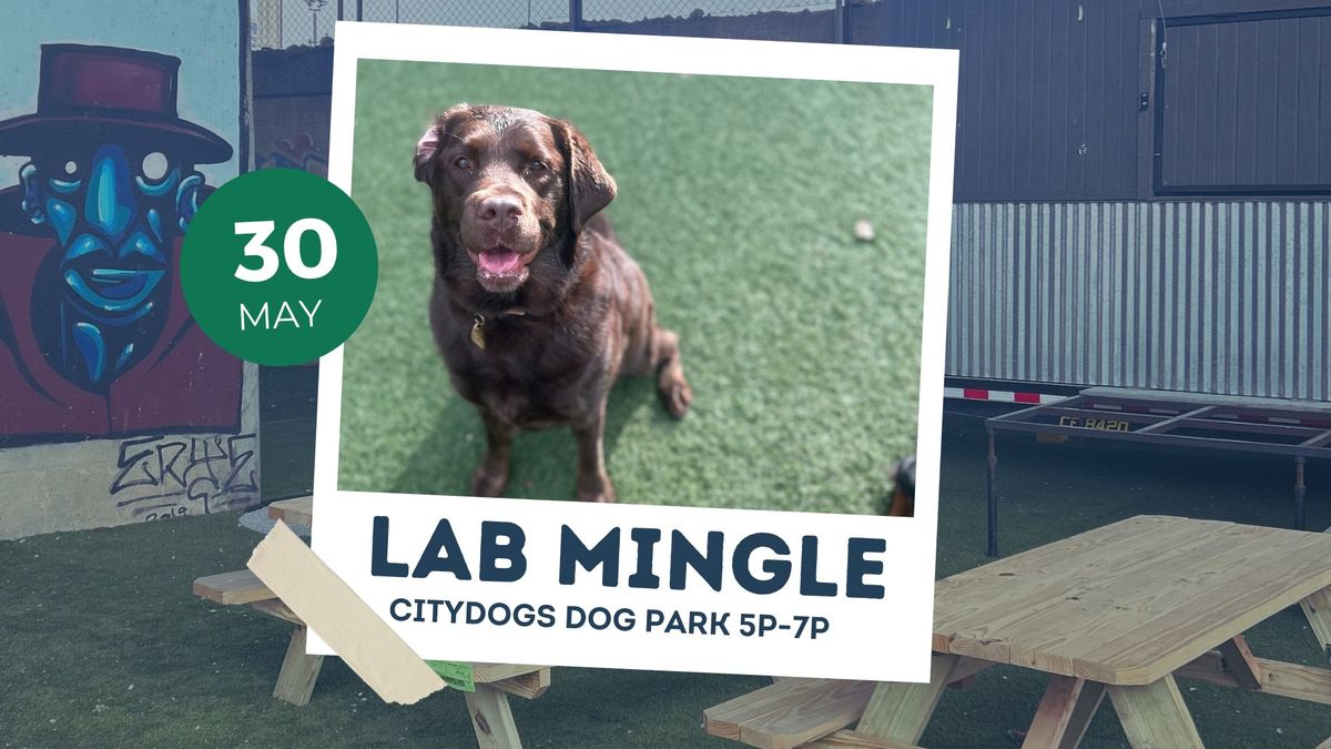 Lab Mingle at CITYDOGs Dog Park 