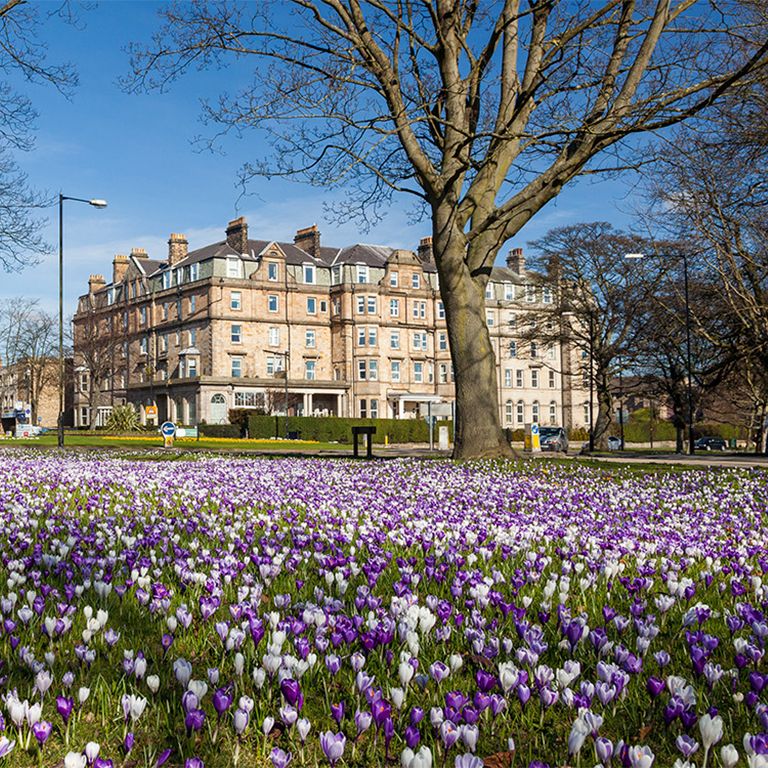 Mystery Picnic - Harrogate