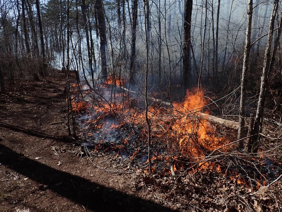 Fire in Our Forests: How Fire Shapes Alabama \u2018s Flora and Fauna