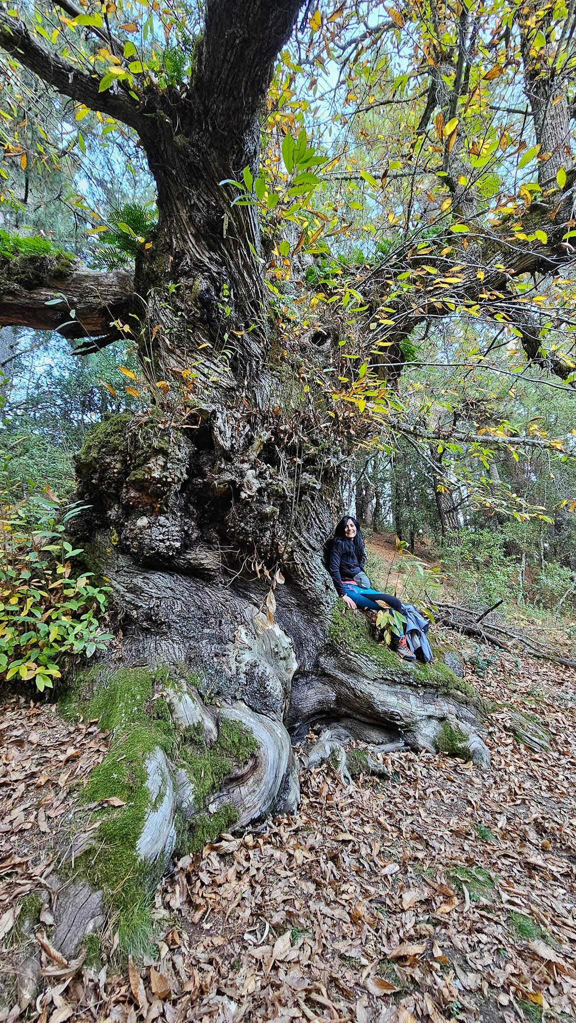 Trekking ai Castagneti di Tonara 