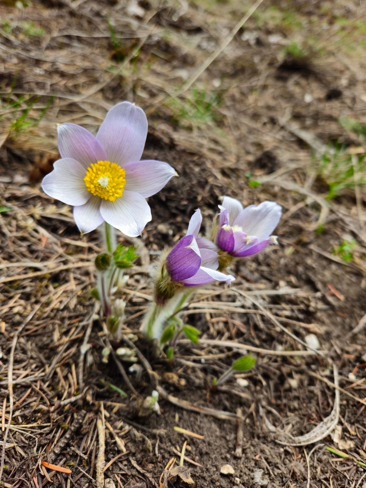 Native Plant Symposium; From Seeds to Science: Exploring Native Plants through Science & Stewardship