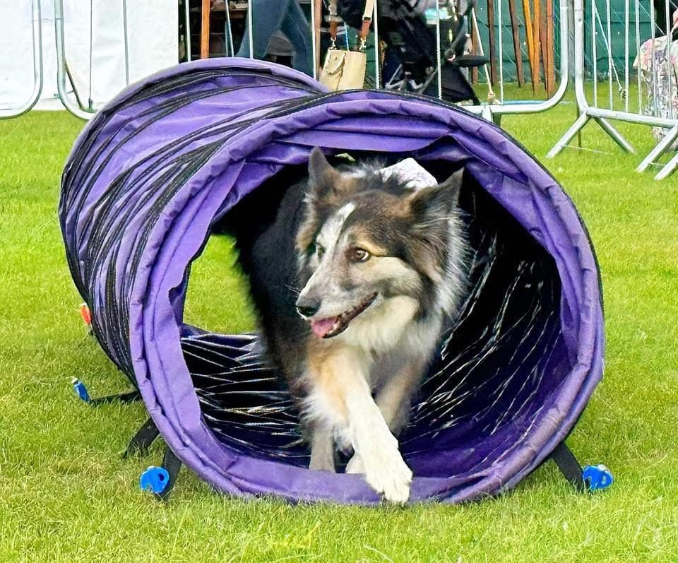 Paws Fun Agility Course at Halifax Agricultural Show