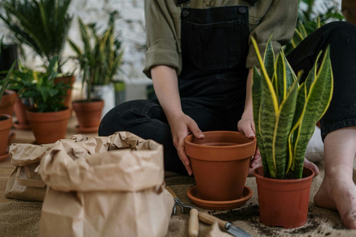 Indoor Houseplants 101 - Carrboro