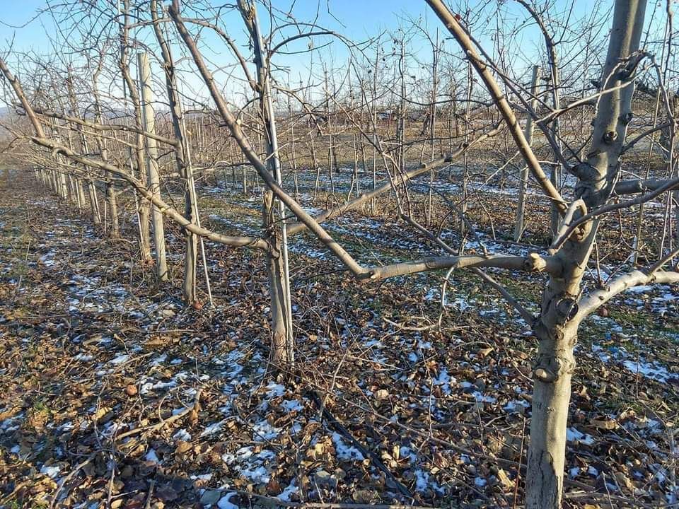 Apple Pruning Class:  Feb 23nd