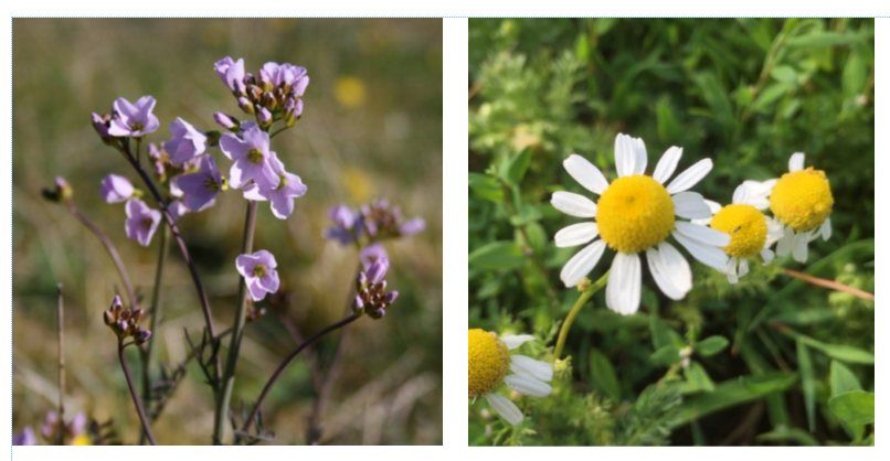 Herbal medicine walk - Spring