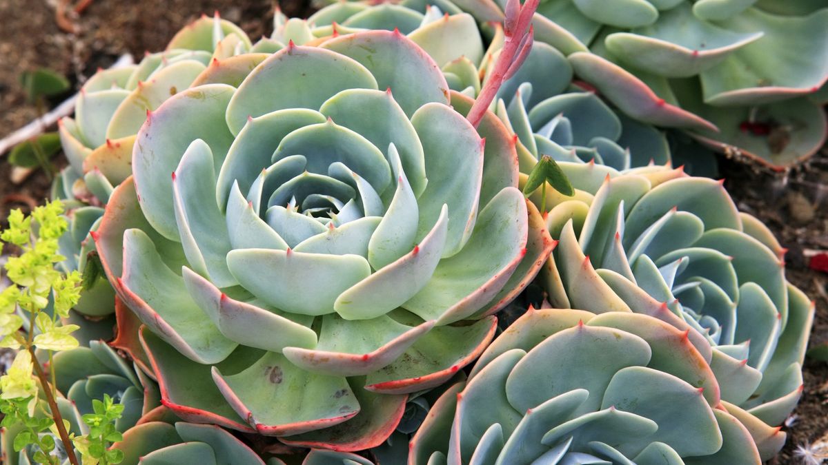 Workshop: Growing Succulents