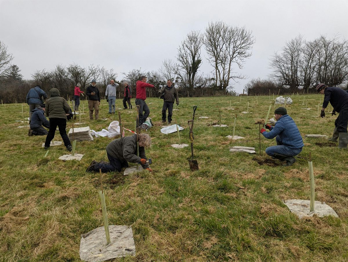 Tree planting with Moor Trees near Holne