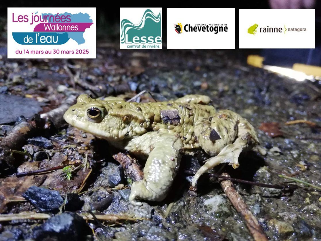 La nuit des amphibiens au Domaine Provincial de Chevetogne