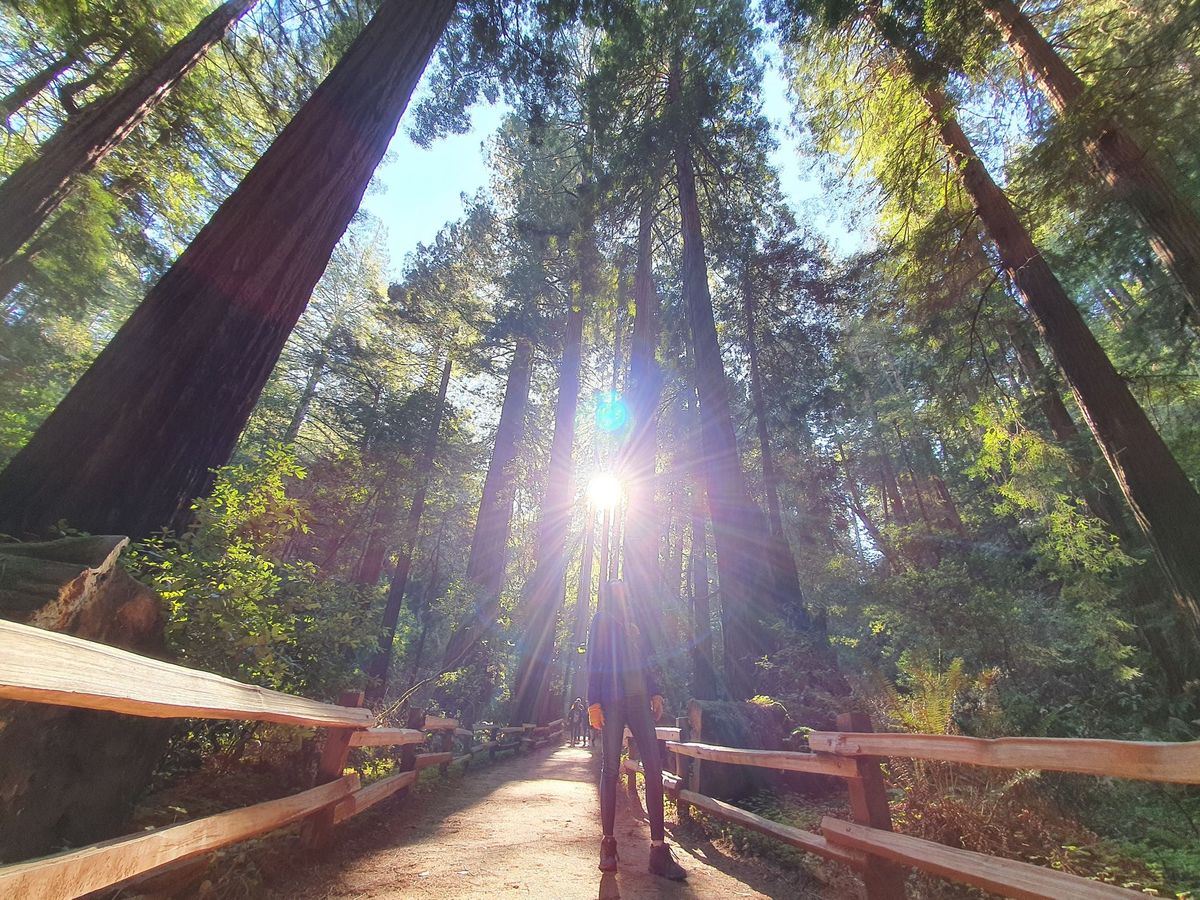 Santa Cruz Redwoods Hike & Brewery!