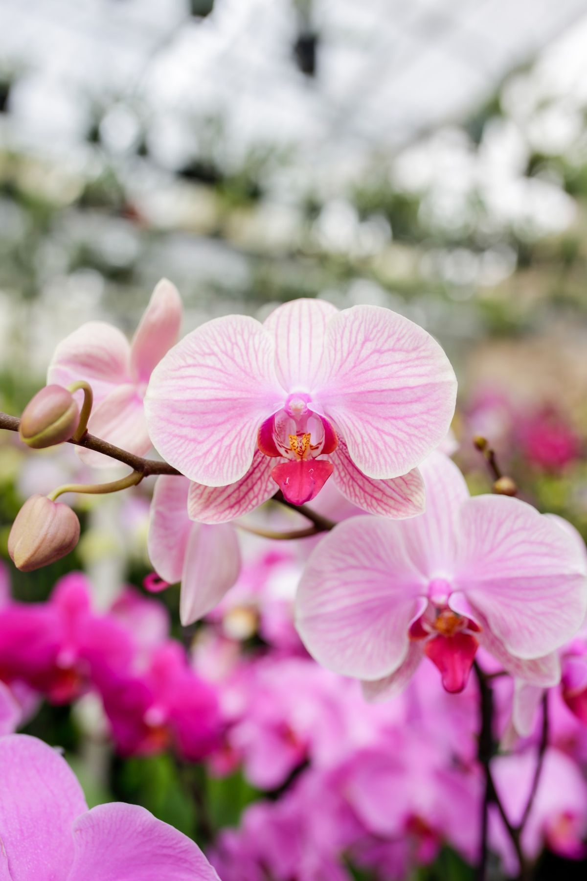 Orchid Basics Class