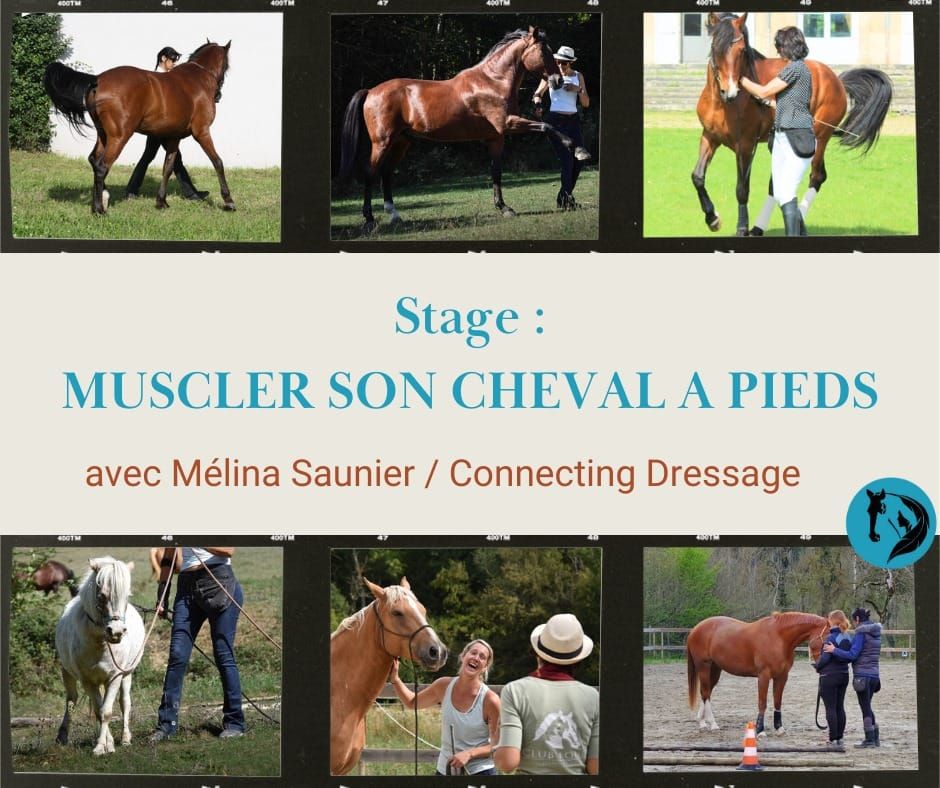 Stage : apprendre \u00e0 muscler son cheval \u00e0 pied