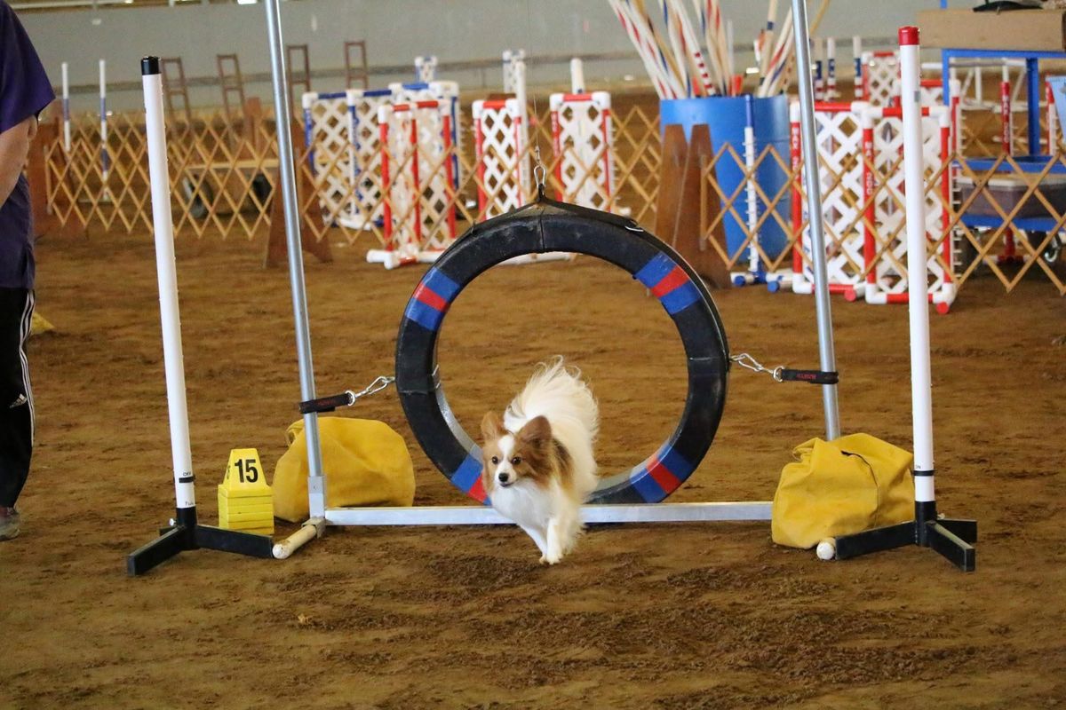 FFDTC Agility Trial