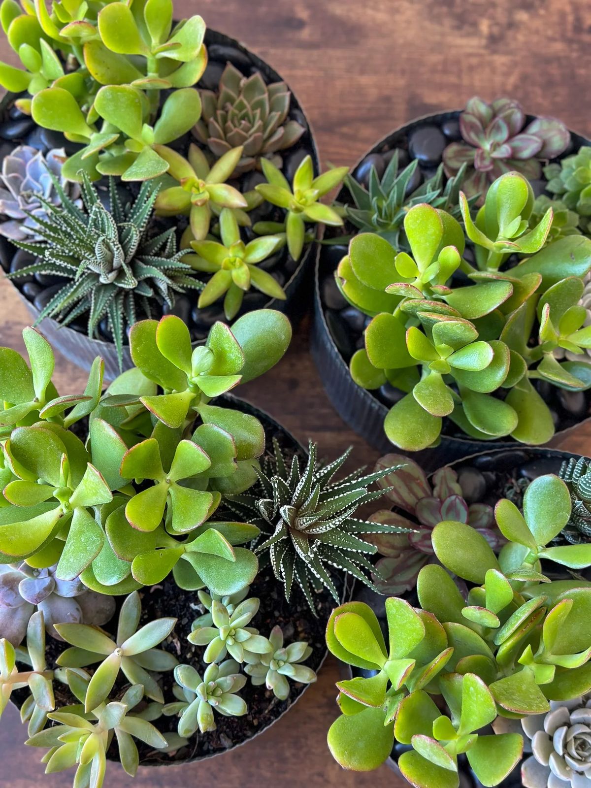 Create Your Own Succulent Garden \/ 03-22-2025