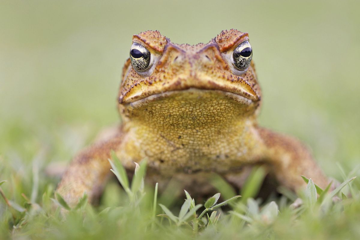 Great Cane Toad Bust 2025