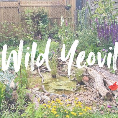 Wild Yeovil