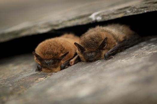 International Bat Night - A Guided Walk at Woodwalton Fen