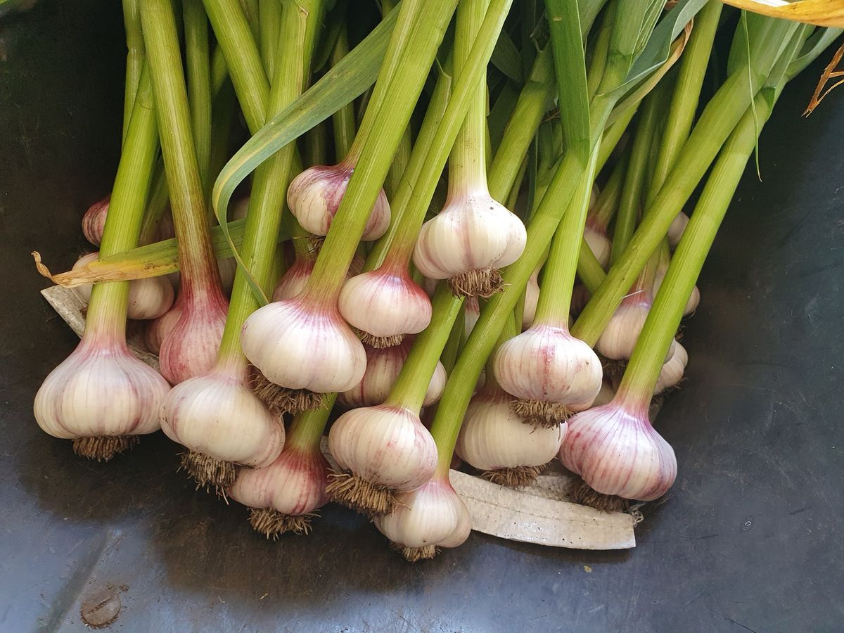 Grow Fabulous Organic Garlic (for Home and Micro Commercial Growers)