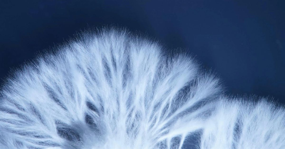 Spotlight Talk: Fungi Sessions