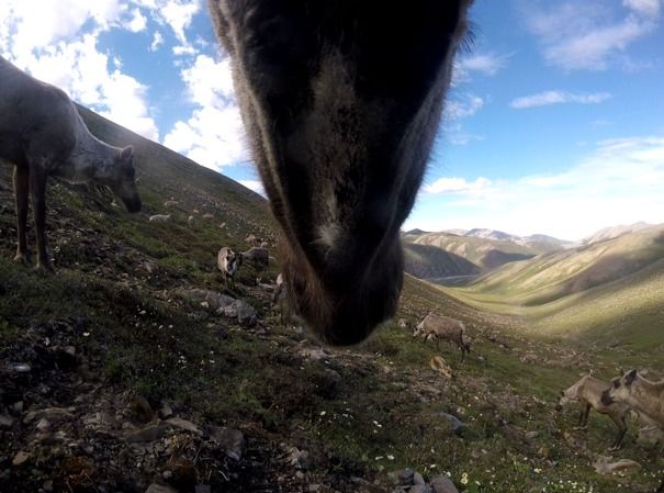 : Fireside Chat: Researching the Porcupine Caribou Herd