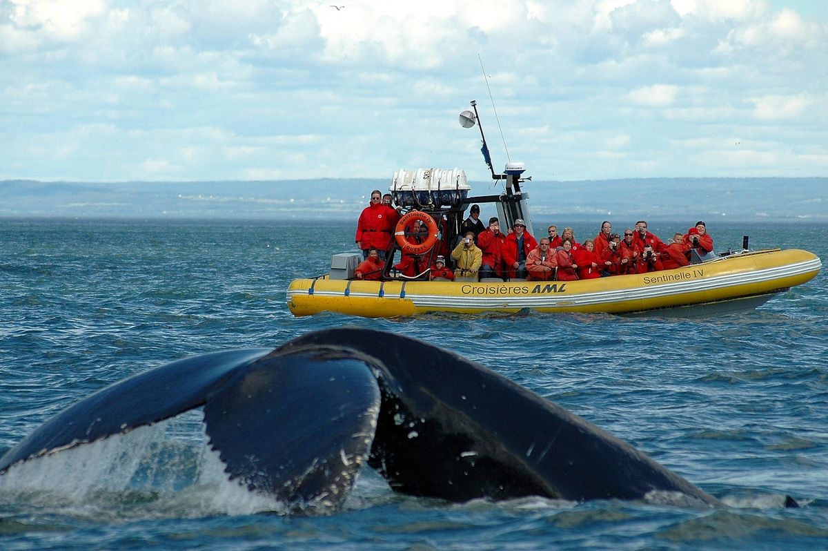Weekend Tadoussac, croisi\u00e8re baleines, Fjord du Saguenay & Charlevoix!