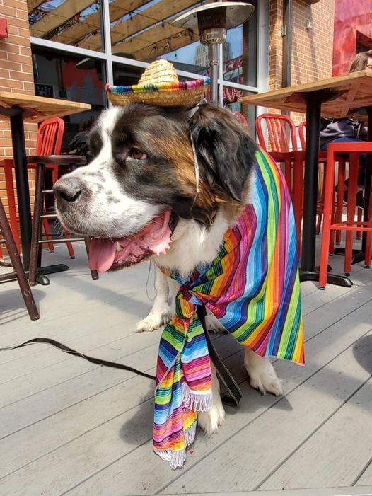 Cinco De Bark-O Dog Social