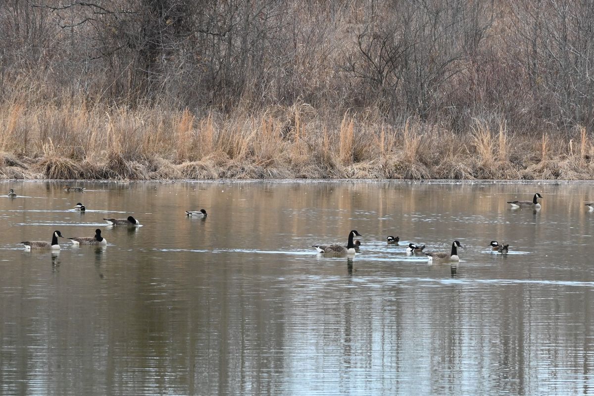 Waterfowl Walk