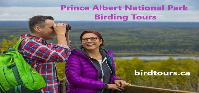 Prince Albert National Park 2-day Birding Tour