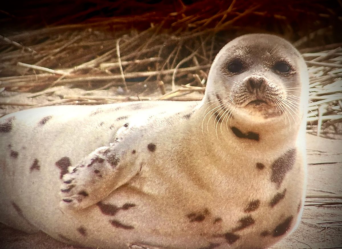 Seal Watching and Sandy Hook Light House Cruise