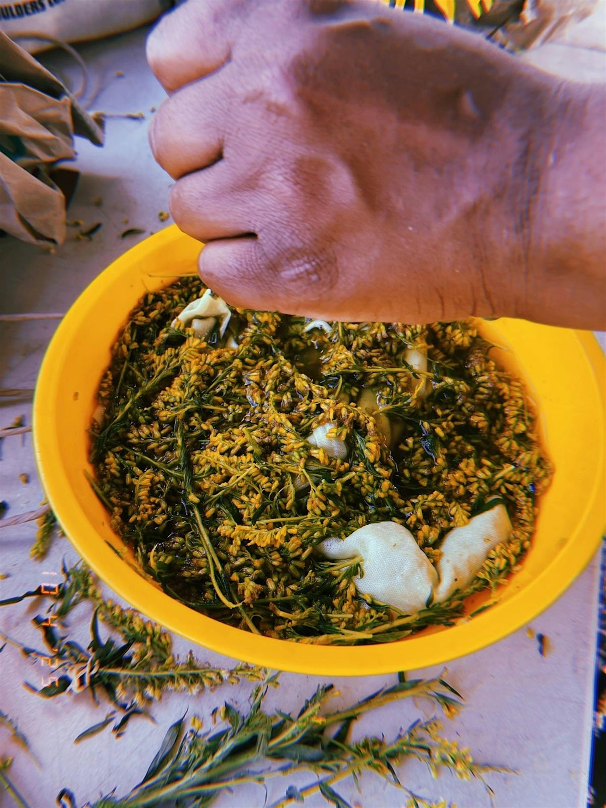 Things in Jars: Botanical Inks